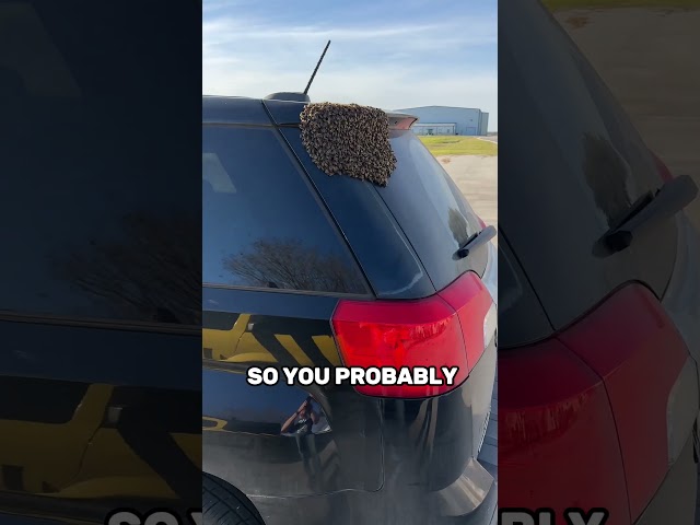 Do THIS If You See Bees Attacking Your Car 😨 #viral