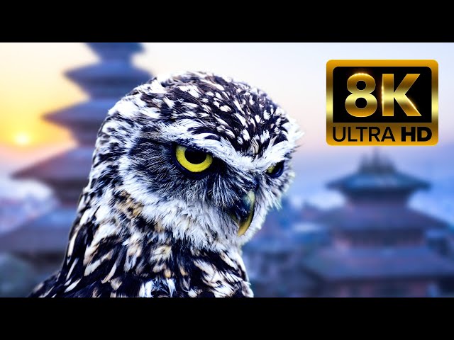 Owl Amazing Bird | Owl 4k ULTRA HD Beautiful Scenes | Safe Animal Life