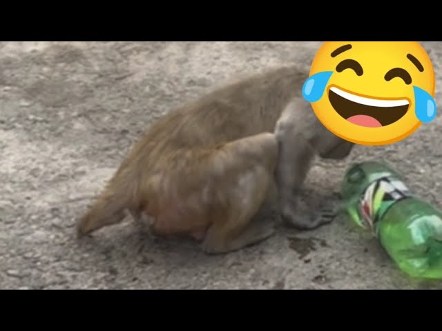 monkey comedy 🐵 l bandar funny moment....... #viral #animals #comedy #youtubeshorts