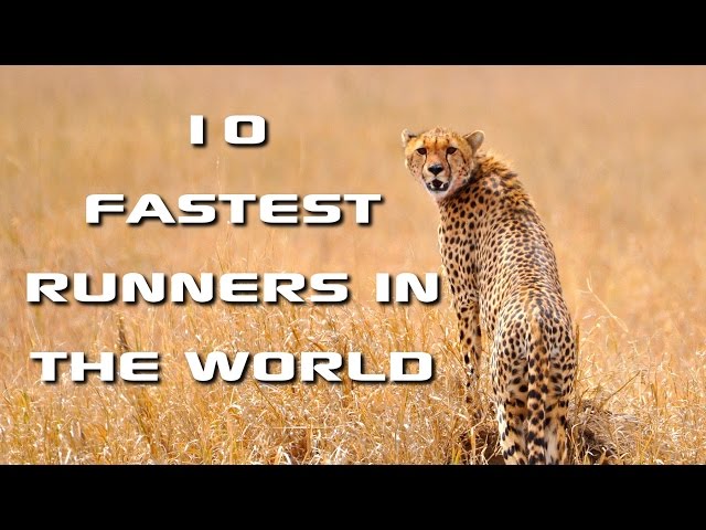 Top 10 Fastest Animals in the World: Fastest Runners in the Animal Kingdom - FreeSchool