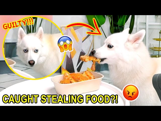 Hiding myself to CATCH my dog STEALING FOOD?! **SHE SHOCKED** | MiniMoochi