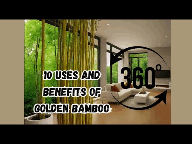 10 uses and benefits of Golden Bamboo  @OfraiMeta