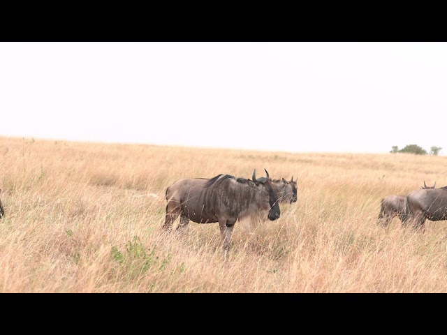 The Great Wildebeest Migration in Kenya Masai Mara 4K HDR