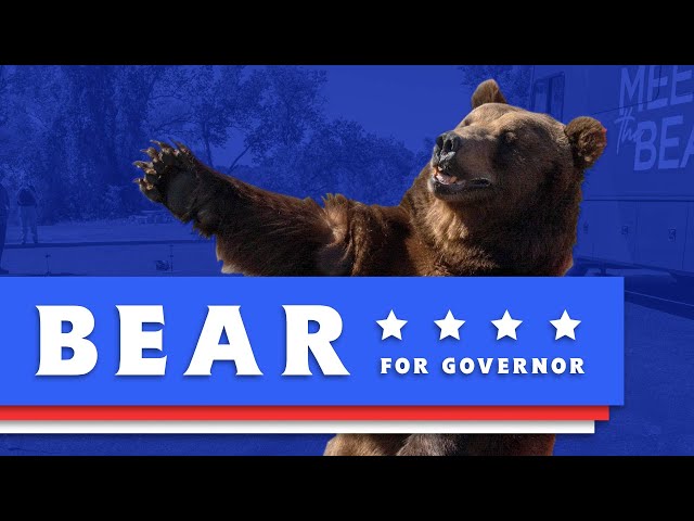 Vote Bear