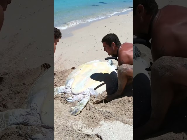 Sea Turtle Stuck On Remote Beach..