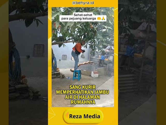 VIRAL PEMILIK RUMAH BAIK INI KASIH JAMBU YANG ADA DI DEPAN RUMAHNYA UNTUK KURIR