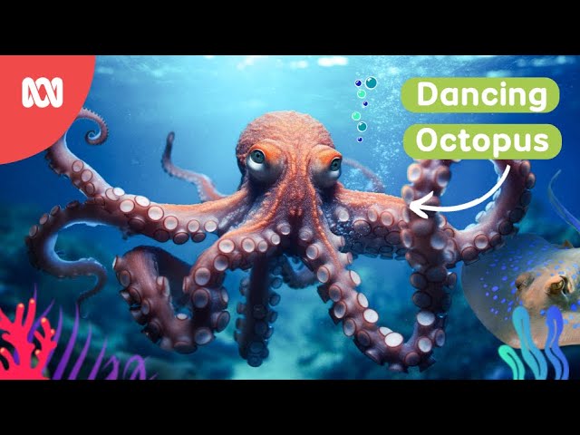 Octopus competes in dancing competition | Reef School Stories