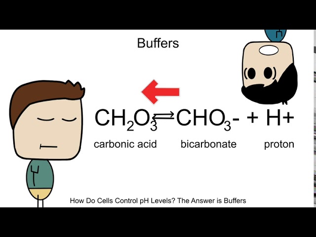 How do Cells Control pH Levels? The Answer is Buffers -BIOLOGY/CHEMISTRY part 16