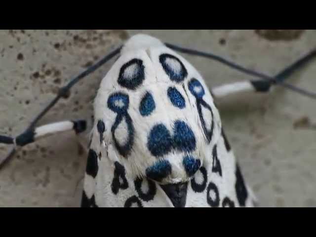 Giant Leopard Moth Beautiful Ultra Macro.