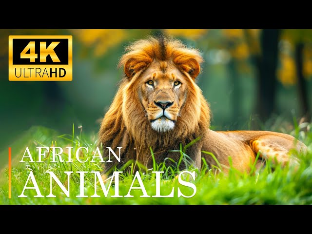 Magnificent Planet Wildlife 4K  🌿Melodic Wildlife Symphony Relaxing Piano Music and Animal Scenes