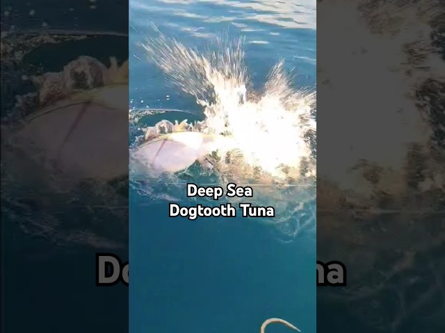 Deep Sea Dogtooth Tuna