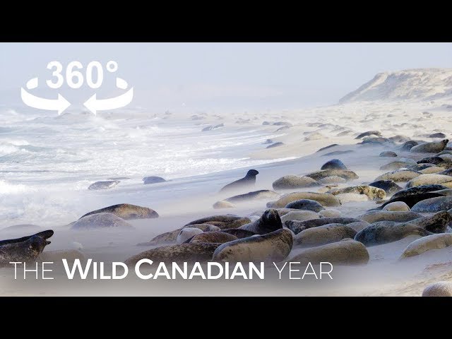 400,000 Grey Seals Crowd Onto Sable Island Beaches Every Winter (360 Video) | Wild Canadian Year