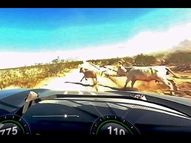 TROPHY TRUCK HITS TWO COWS (ORIGINAL CRASH FOOTAGE)