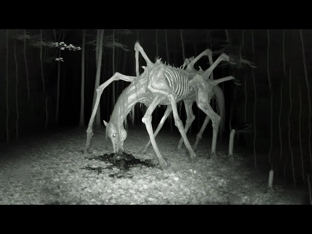 21 Creepiest Things Caught On Trail Cameras