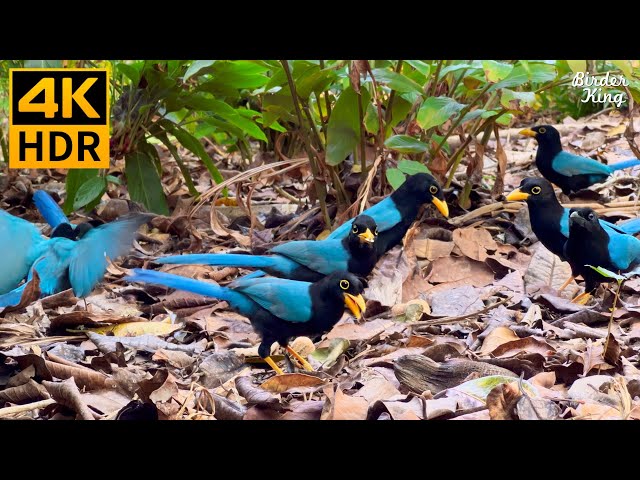 Cat TV for Cats to Watch 😺 Cute and Funny Blue Birds 🐦 8 Hours(4K HDR)