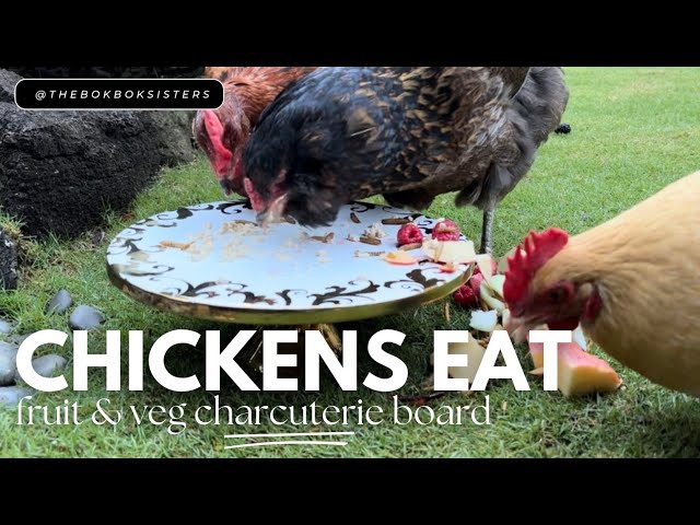 Ever Seen Bougie Chickens Eat a Charcuterie Board? This ASMR Video is Surprisingly Soothing!