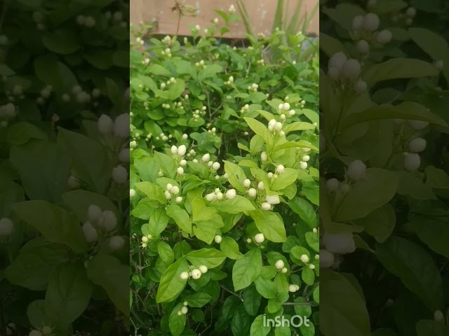 Tips to Grow Blooming Jasmine!