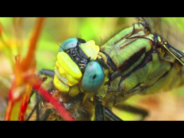 OMFG!! Dragonfly Eaten Alive After Head Bitten Off!! SICK MACRO!