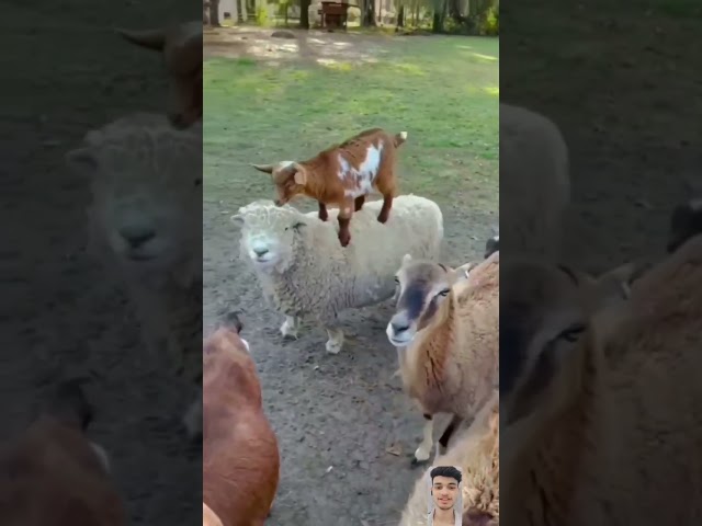 Most Funny and Cute Baby Goat Videos Compilation