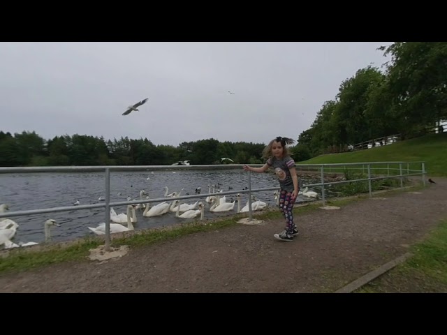 Lanark Loch feeding ducks on 2019 06 23 at 1702 in VR180