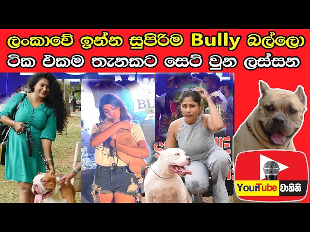 American Bully meet up  and model show - 2020 | pet talk