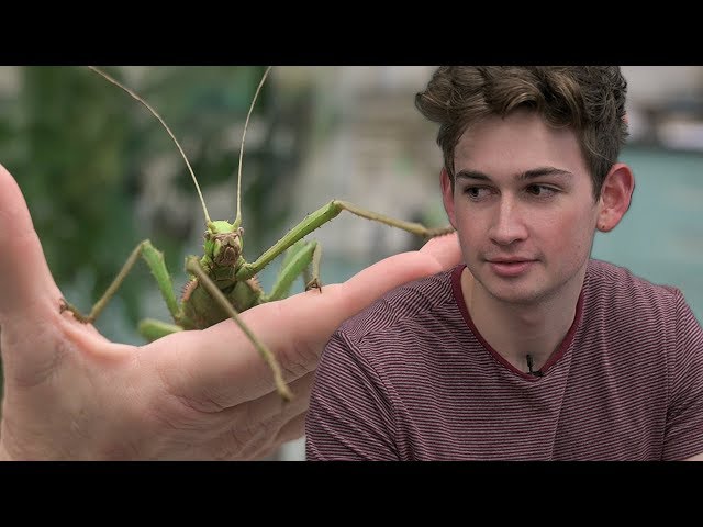 FACE TO FACE WITH MASSIVE BUGS | Red Faced S1:E6