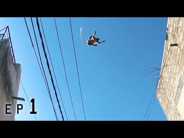 Langur monkeys jump massive roofgap! 🇮🇳