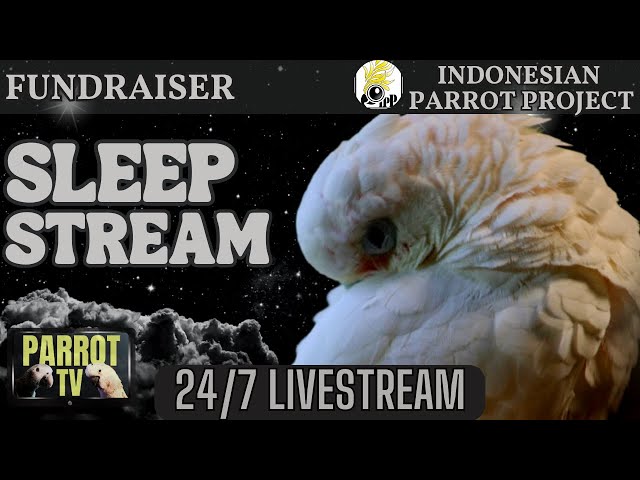 Soothing Night Sounds for Parrots: Sleep Aid for Birds | Noise Masking | Sleepy Bird Room Vibes🌛🦜❤️