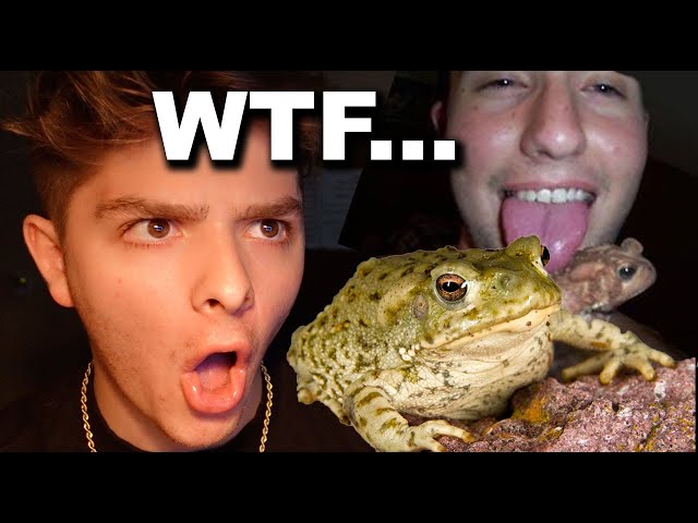 People Keep Licking Toads...