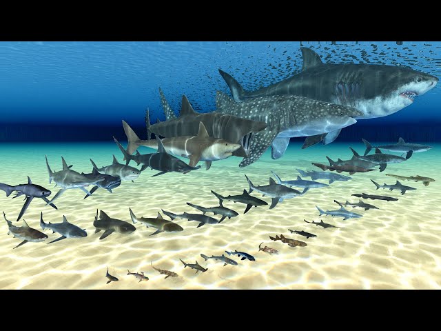 Real Shark Size Comparison in 3D Animation | Realistic World Data