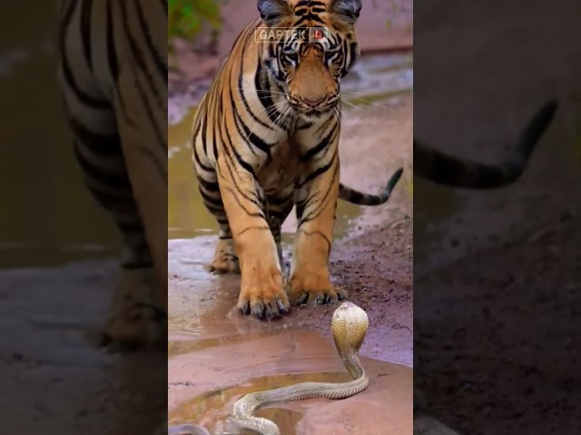 AMAZING!! TIGER VS KING COBRA #shorts #wildlife #trending