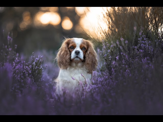 Tipps zur Hundefotografie - Der Hintergrund