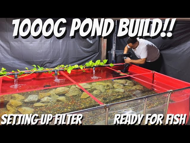 SETTING UP DIY BOG FILTER ON MY 1000G INDOOR FISH POND