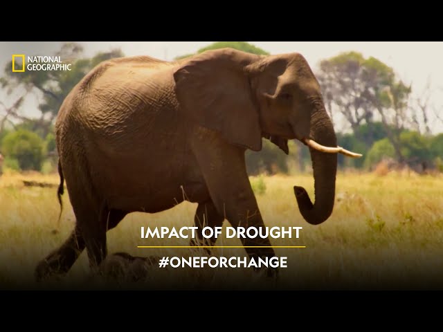 Impact of Drought | #OneForChange | #EarthDay | हिन्दी | National Geographic