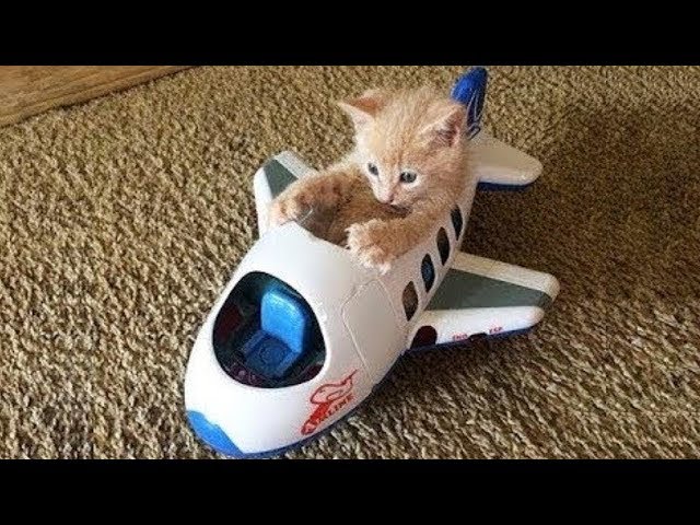 Try Not To Laugh Challenge - Funny and Cute CAT Videos Compilation #1