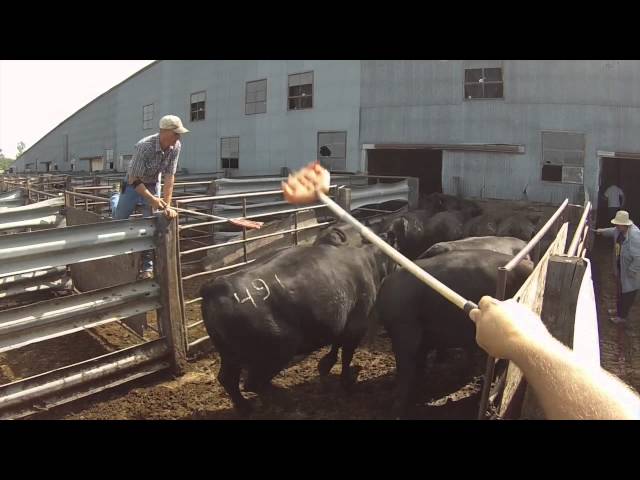 Sorting cattle at Hub City Livestock with Steve Hellwig