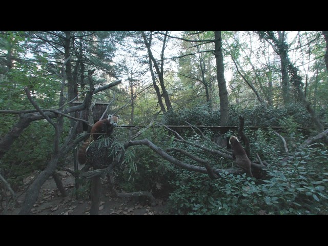 Red Pandas at Central Park Zoo, New York City