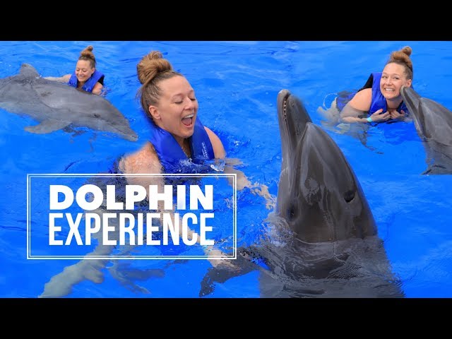 Dolphin Encounter and Swim Experience | Puerto Vallarta