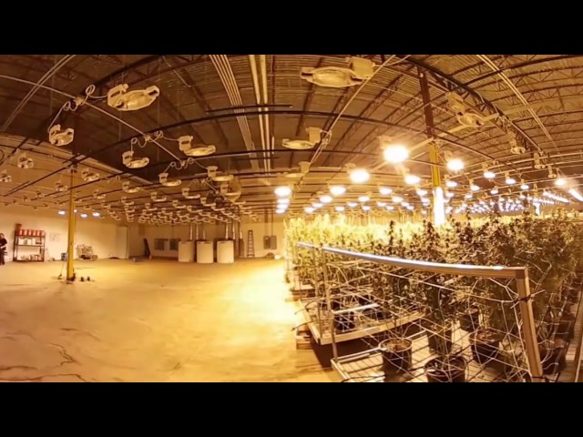 A 360-degree view of cannabis