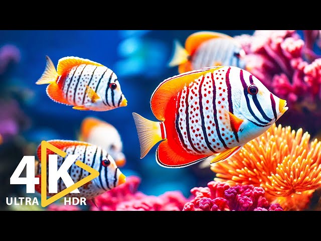 Exploring the Depths with the Most Beautiful Fish in Underwater Atlantic Paradise 4K (ULTRA HDR).