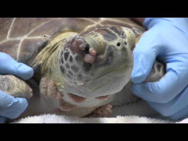 Sea turtles from Florida Keys receive pioneering eye treatment