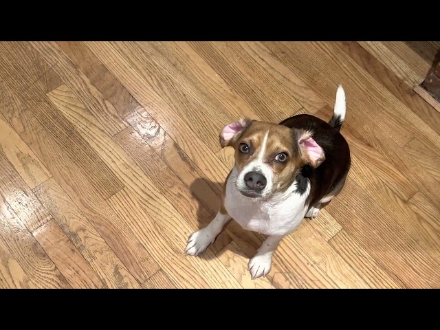 JoJo The Blue Beagle Puppy Fresh and Clean!