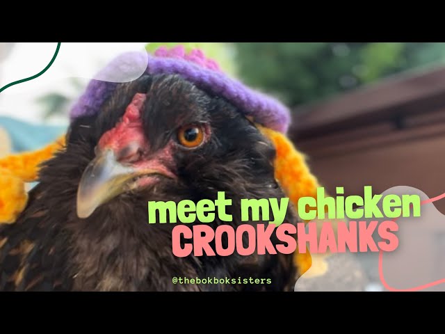 Like cute animals? Best chicken breed, the Ameraucana. Meet Crookshanks, my hen who lays blue eggs!