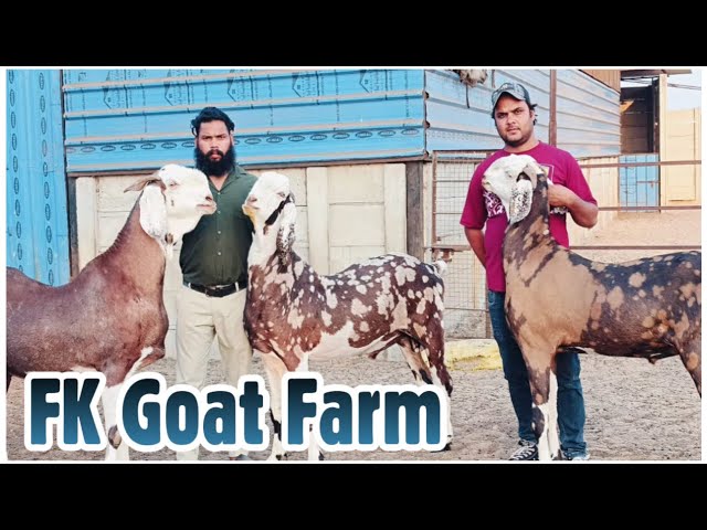 Imran Jhotwara Ke Heavyweight Gujri Bakre at FK Goat Farm Jaipur - Part 1