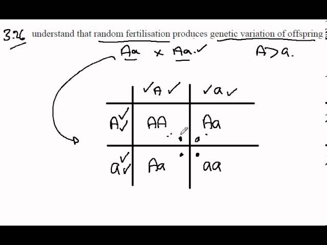 3.26 Random fertilisation