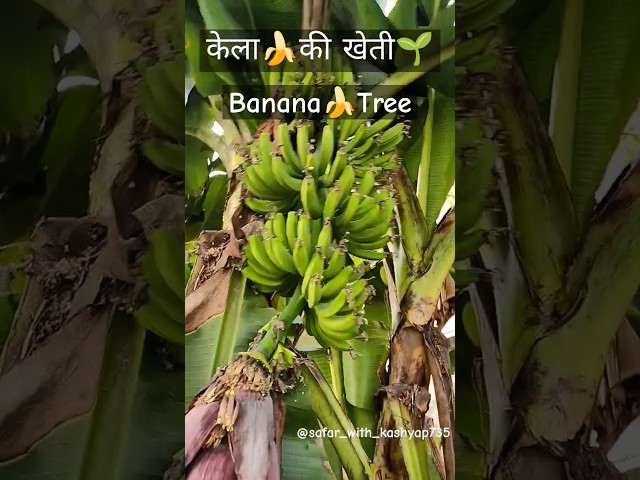 केला 🍌की खेती 🌱 #banana #agriculture #indianfarmer #kisan #kelekikheti #bananafarming #kelekisabzi