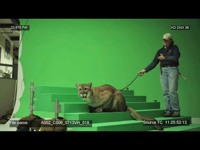 BYU Cougar Behind the Scenes - Real Cougar Commercials