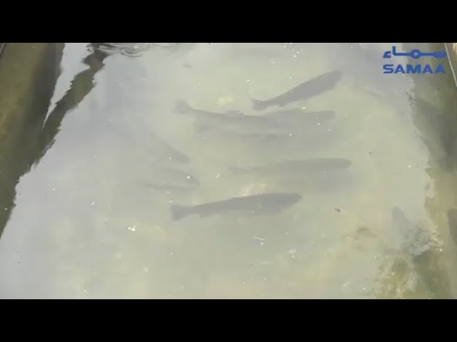 Go to Madian to taste Swat's incredible trout fish | SAMAA TV