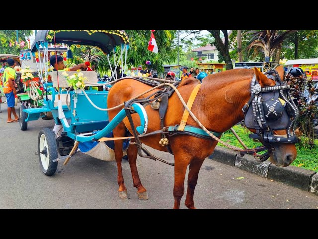 KUDA - NAIK KUDA DELMAN - NAIK DELMAN ISTIMEWA - WHEELS ON THE BUS COCOMELON SONG - OLD MACDONALD