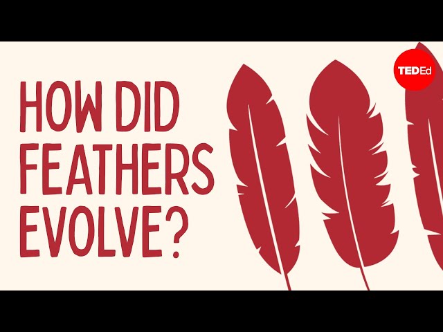 How did feathers evolve? - Carl Zimmer